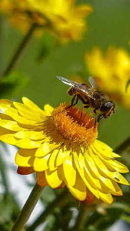 Bee Venom
